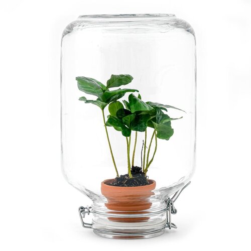 Trendhero Terrarium DIY Kit - Ficus Ginseng Bonsai
