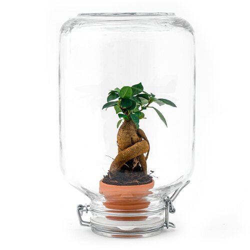 Trendhero Terrarium DIY Kit - Ficus Ginseng Bonsai