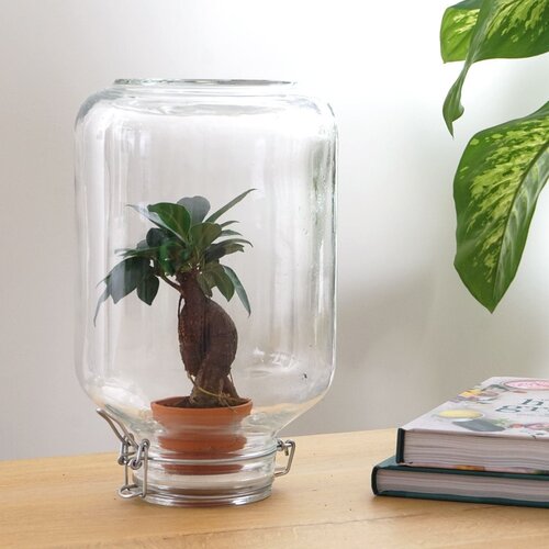 Trendhero Terrarium DIY Kit - Ficus Ginseng Bonsai