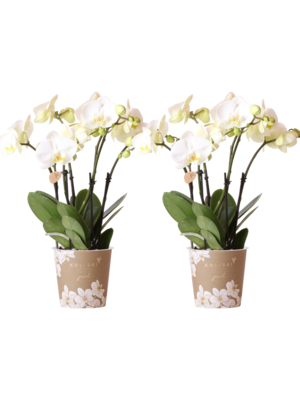 Kolibri Company Kolibri Orchids - Witte Orchidee - Set van 2