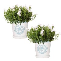Campanula White - Set van 2 - Malaga