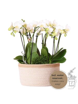 Kolibri Orchids | witte plantenset in Cotton Basket incl. waterreservoir | drie witte orchideeën Amabilis 9cm en drie groene planten | Jungle Bouquet wit met zelfvoorzienend waterreservoir