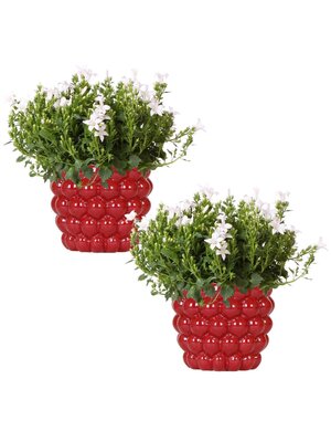 Kolibri Company Campanula White - Set van 2 - Berry