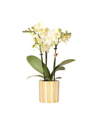 Kolibri Company Kolibri Orchids - Gele Orchidee - Yellow Stripes