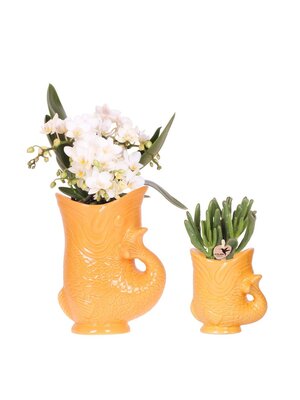 Kolibri Company Kolibri Orchids - Witte Orchidee &  Succulent Set - Fish Pot Orange