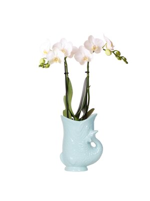 Kolibri Company Kolibri Orchids - Witte Orchidee - Fish Pot Blue