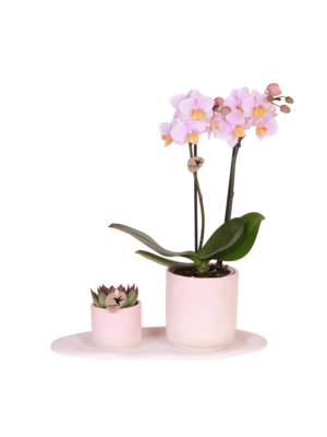Kolibri Company Kolibri Orchids - Roze Orchidee &  Succulent Set - Gradience Pink