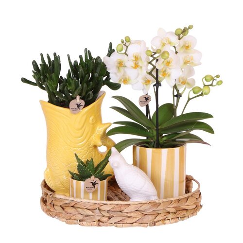 Kolibri Company Kolibri Company | Gift set Mediterranean Sunset | Plantenset met witte Phalaenopsis Orchidee Lausanne en Succulenten incl. keramieken sierpotten