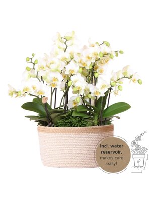 Kolibri Orchids - Witte Orcheeën in mand – Beige