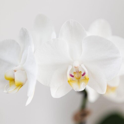 Kolibri Company Kolibri Orchids | Set van witte Phalaenopsis orchidee Amabilis en Succulent Crassula Hobbit in Painted Stripe pot blauw - potmaat Ø9cm + Ø6cm | bloeiende kamerplant - vers van de kweker