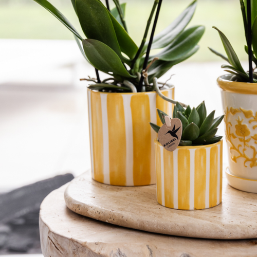 Kolibri Company Kolibri Company | Gift set Mediterranean Sunset | Plantenset met witte Phalaenopsis Orchidee Lausanne en Succulenten incl. keramieken sierpotten