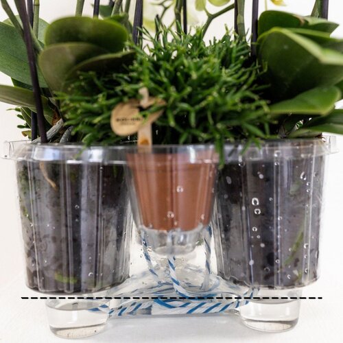 Kolibri Orchids | witte plantenset in Cotton Basket incl. waterreservoir | drie witte orchideeën Lausanne 9cm en drie groene planten | Jungle Bouquet wit met zelfvoorzienend waterreservoir