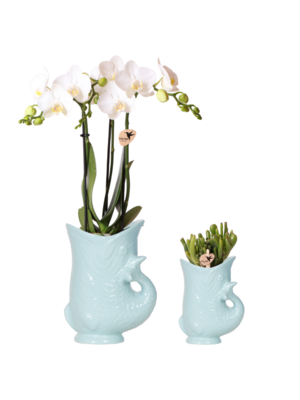 Kolibri Company Kolibri Orchids - Witte Orchidee & Crassula Set – Turquoise