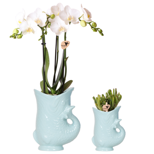 Kolibri Company Kolibri Orchids - Witte Orchidee Set in Vissen Vaas - Turquiose Kolibri Company Kolibri Orchids - Witte Orchidee Set in Vissen Vaas - Turquiose