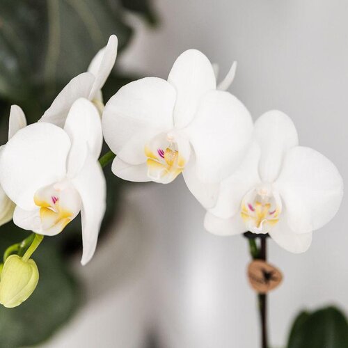 Kolibri Company Kolibri Orchids - Witte Orchidee Set in Vissen Vaas - Turquiose Kolibri Company Kolibri Orchids - Witte Orchidee Set in Vissen Vaas - Turquiose