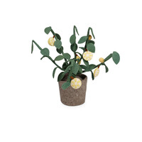 Plant Citrus