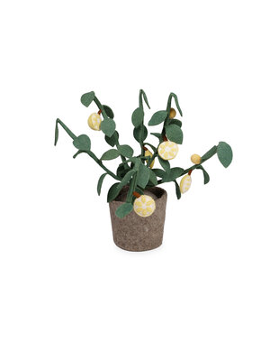 KidsDepot Plant Citrus