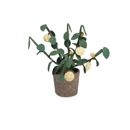 KidsDepot Plant Citrus