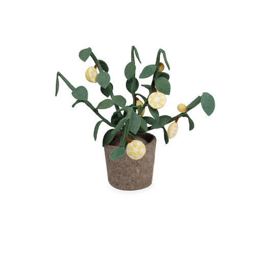 Plant Citrus Plant Citrus