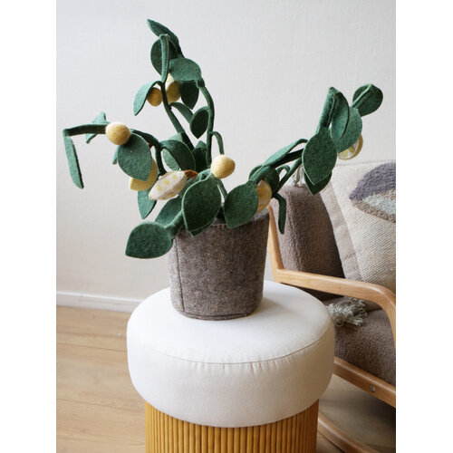 Plant Citrus Plant Citrus