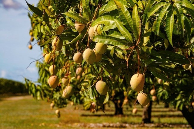 Mango Wood tree