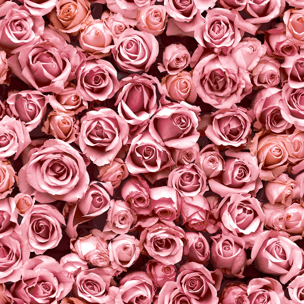 Escapade rozen roze bloemen (vliesbehang, roze)