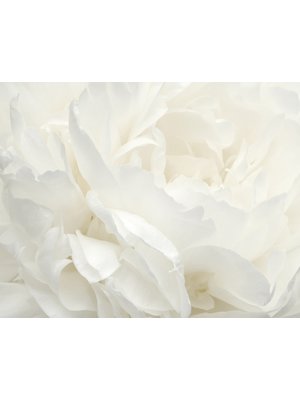 Noordwand Atmosphere Fotobehang met grote witte bloem G78424