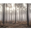 Galerie Atmosphere Fotobehang met bos in de mist G78426