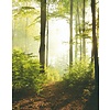 Noordwand Smart Art Easy Fotobehang bospad 47221