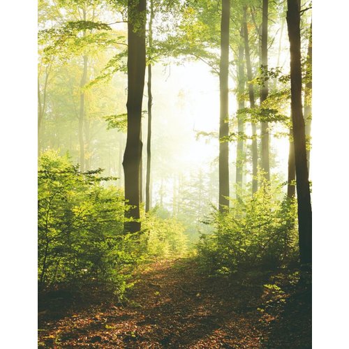 Noordwand Smart Art Easy Fotobehang bospad 47221