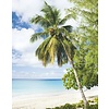 Noordwand Smart Art Easy Fotobehang palmboom strand 47269