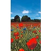 Noordwand Smart Art Easy Fotobehang klaprozen 47273