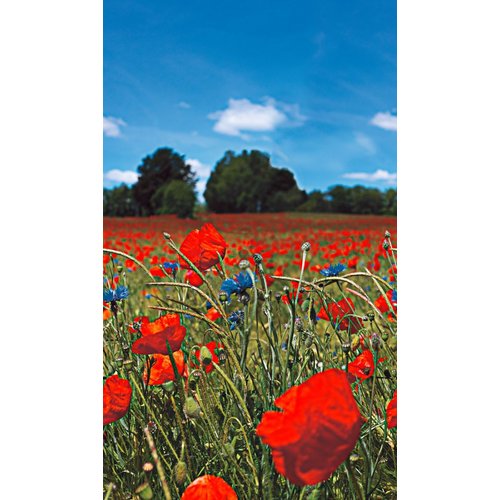Noordwand Smart Art Easy Fotobehang klaprozen 47273