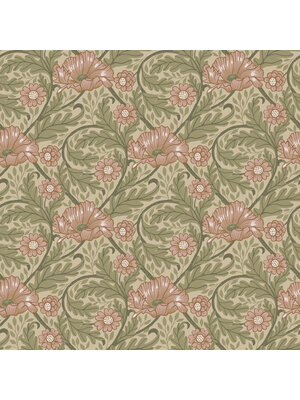 Midbec FC Angas- Esther Apricot - 13115 Midbec FC Angas- Esther Apricot - 13115