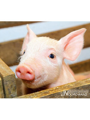 Noordwand Farmlife Behangposter biggetje - 3750077 Noordwand Farmlife Behangposter biggetje - 3750077