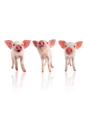 Noordwand Farmlife Behangposter biggetjes - 3750058 Noordwand Farmlife Behangposter biggetjes - 3750058