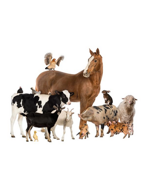 Noordwand Farmlife Behangposter boerderijdieren - 3750059 Noordwand Farmlife Behangposter boerderijdieren - 3750059