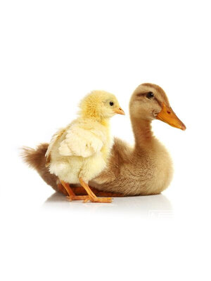 Noordwand Farmlife Behangposter eend met kuiken - 3750056 Noordwand Farmlife Behangposter eend met kuiken - 3750056