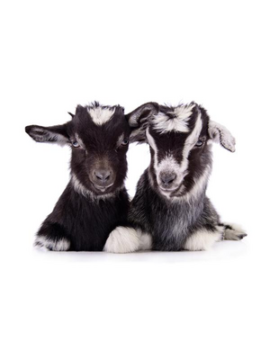 Noordwand Farmlife Behangposter geitjes - 3750046 Noordwand Farmlife Behangposter geitjes - 3750046