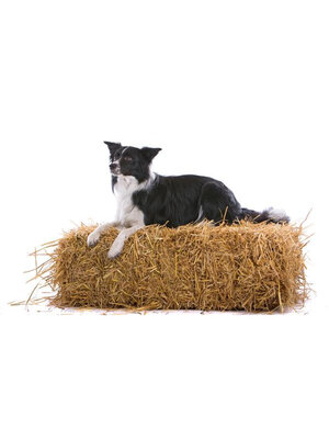 Noordwand Farmlife Behangposter hond op het stro - 3750054 Noordwand Farmlife Behangposter hond op het stro - 3750054