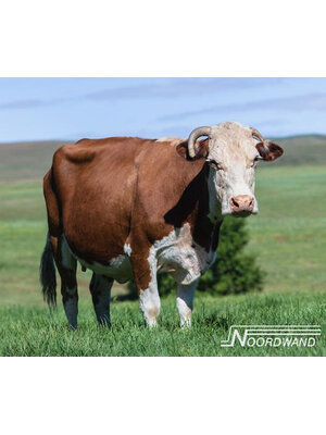 Noordwand Farmlife Behangposter koe - 3750072 Noordwand Farmlife Behangposter koe - 3750072