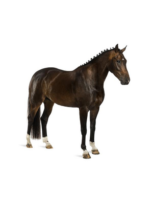 Noordwand Farmlife Behangposter zwart paard - 3750057 Noordwand Farmlife Behangposter zwart paard - 3750057