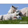 Noordwand Farmlife Fotobehang lammetjes - 3750014 Noordwand Farmlife Fotobehang lammetjes - 3750014