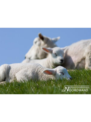 Noordwand Farmlife Fotobehang lammetjes - 3750014 Noordwand Farmlife Fotobehang lammetjes - 3750014