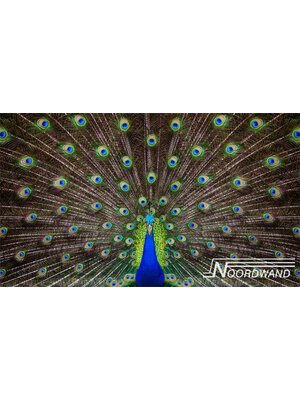 Noordwand Farmlife Fotobehang pauwenveren - 3750007 Noordwand Farmlife Fotobehang pauwenveren - 3750007