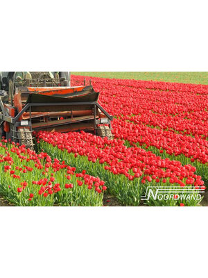 Noordwand Farmlife Fotobehang tulpen - 3750003
