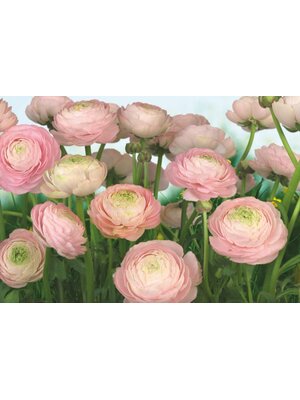 Noordwand Komar Colours Fotobehang Gentle Rose - 8-894 Noordwand Komar Colours Fotobehang Gentle Rose - 8-894