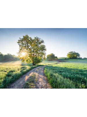 Noordwand Komar Colours Fotobehang Meadow Trail - 8-134