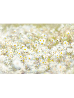 Noordwand Komar Home; Komar Colours Fotobehang Daisies - 8-994 Noordwand Komar Home; Komar Colours Fotobehang Daisies - 8-994