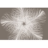 Komar Home; Komar Colours Fotobehang Federstern - XXL4-006